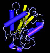 タンパク質のモデル構築