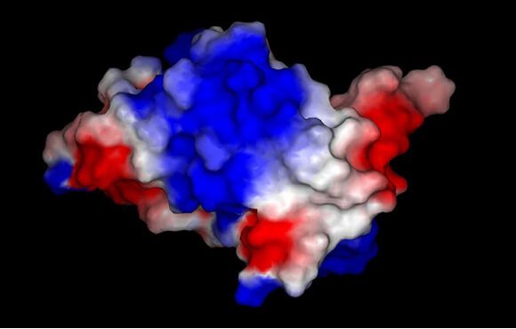 タンパク質表面に表示した Poisson-Boltzmann静電ポテンシャル
